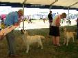 Labrador Windsor Show 