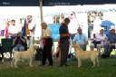 Labrador Windsor Show 