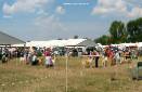 Labrador Windsor Show 