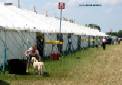 Labrador Windsor Show 