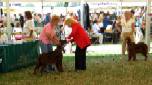 Labrador Windsor Show 