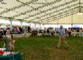 Labrador Windsor Show 