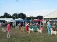 Labrador Windsor Show 