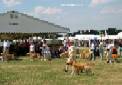 Labrador Windsor Show 