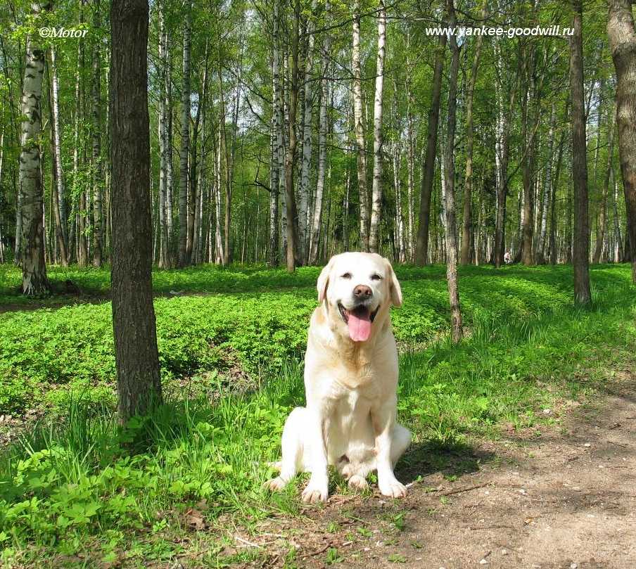 labrador_yankee2.jpg