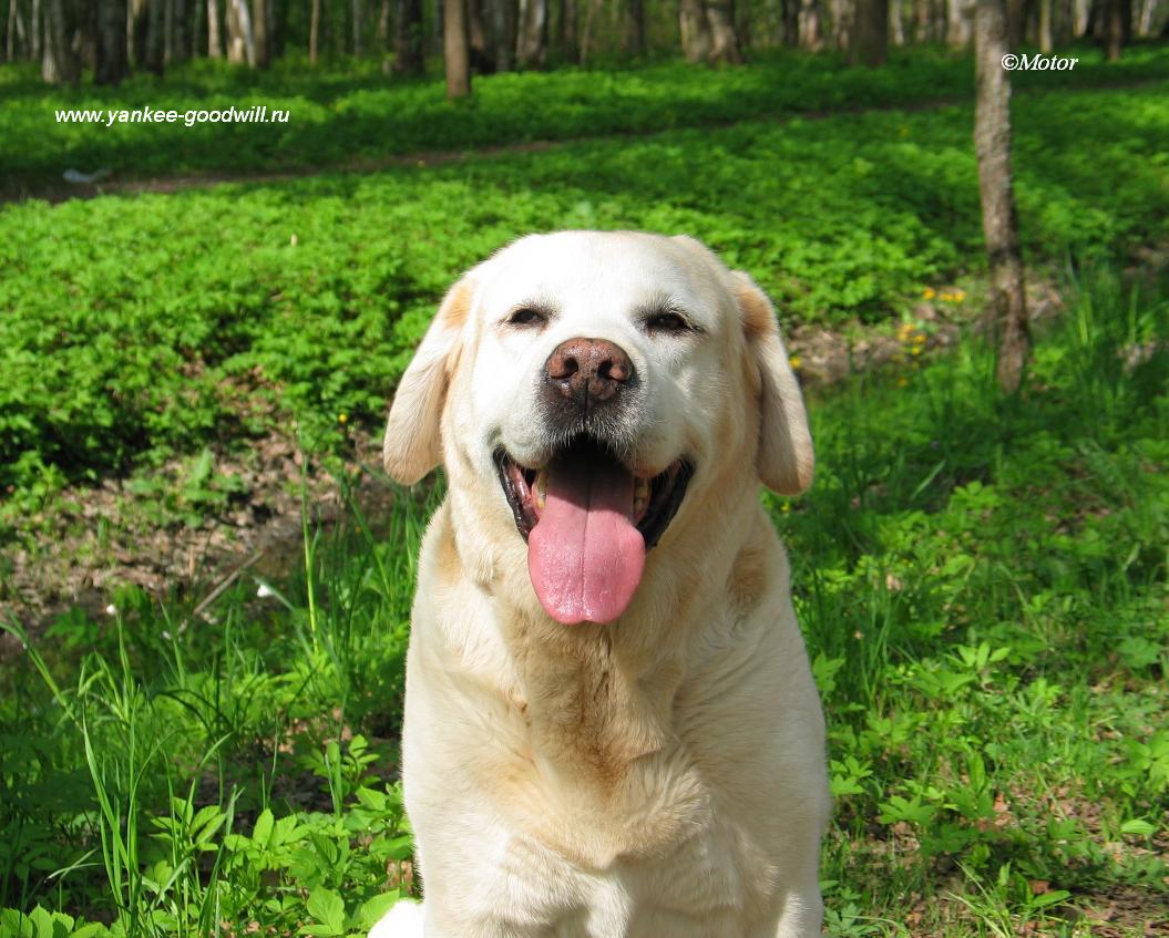 labrador_yankee4.jpg