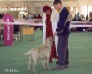 Лабрадор Линч