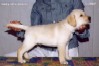   Labrador Puppies