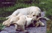 Щенки Лабрадора Labrador Puppies