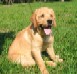   Labrador Puppies